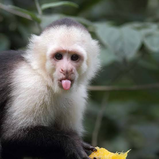 Mini Monkey opponent